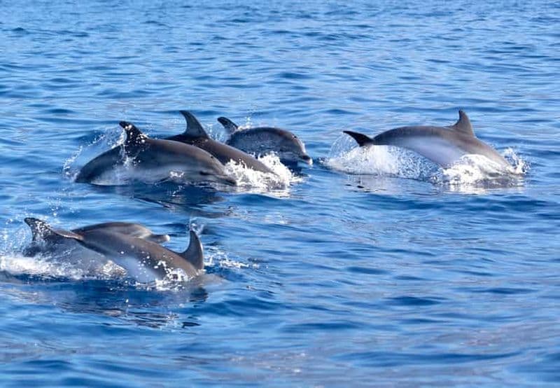 Billet Pollença : excursion en bateau pour observer les dauphins