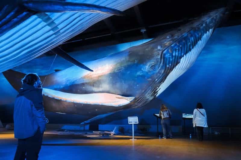 Billet Reykjavik : Excursion d'observation des baleines, Exposition sur les baleines d'Islande