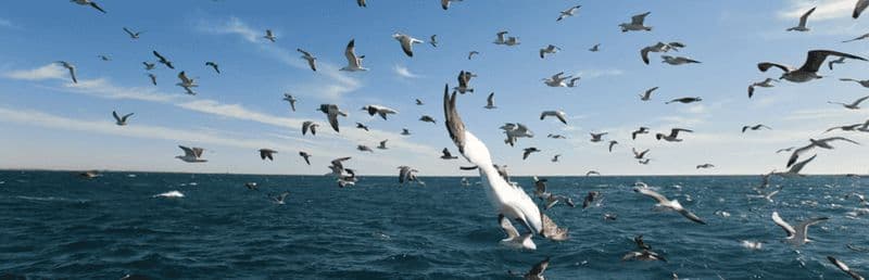 Billet Le Grau-du-Roi : Croisière naturaliste d'observation des oiseaux de mer
