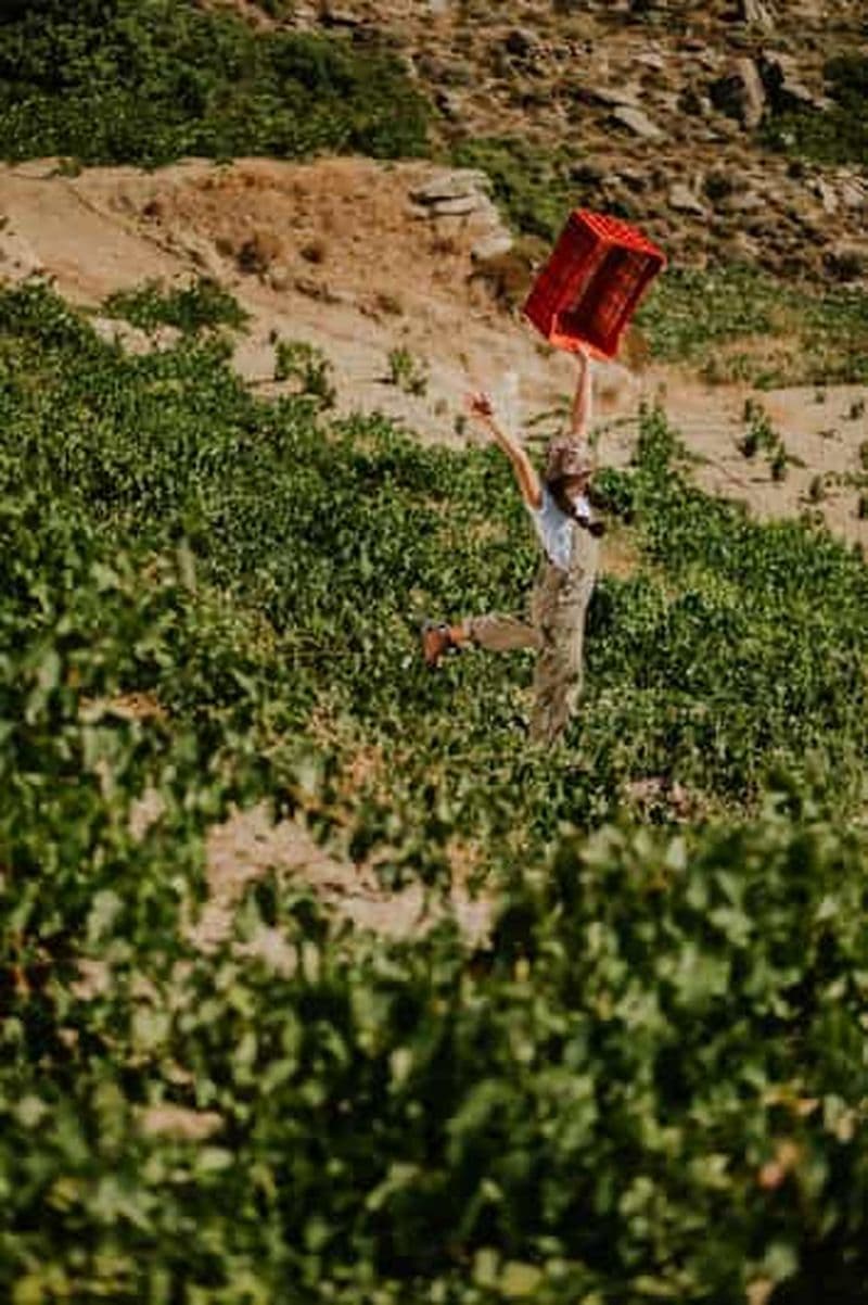 Billet Ikaria, deux caves familiales en une seule journée avec prise en charge