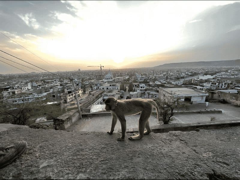 Billet Jaipur : visite guidée du Temple des singes et du Temple du Soleil