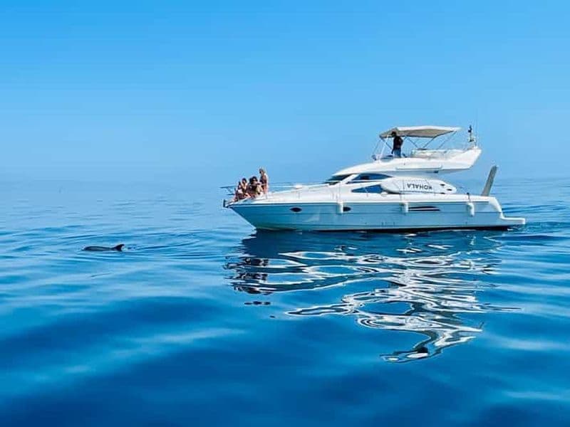 Billet Puerto Banús : croisière privée en yacht avec observation des dauphins