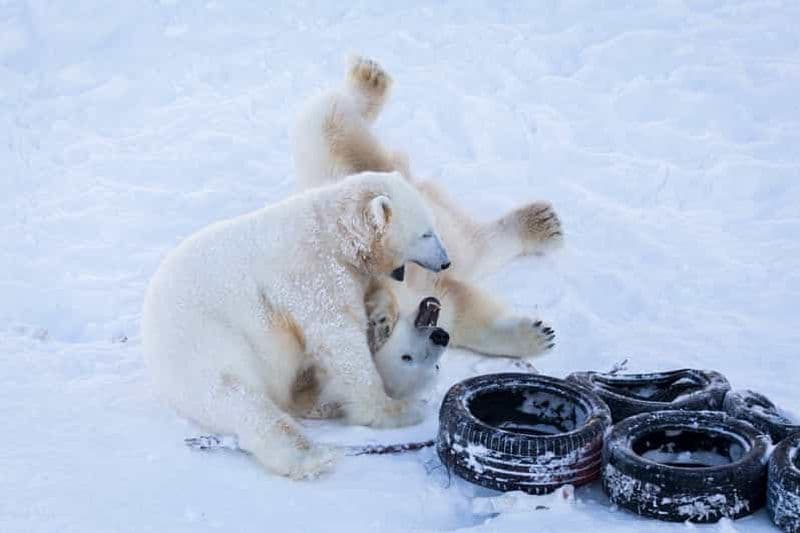 Billet Rovaniemi : Journée au parc animalier Ranua Arctic Zoo