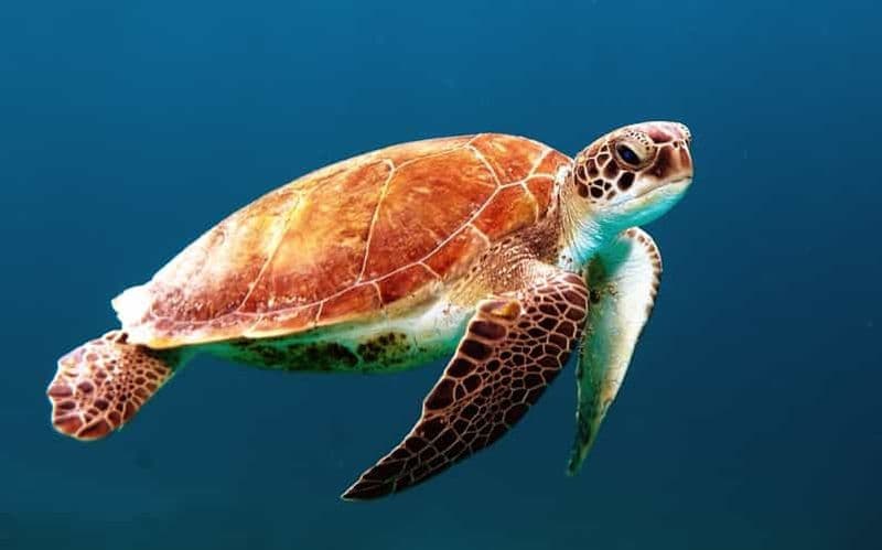 Billet Bohol : Circuit dans les îles pour l'observation des dauphins et des tortues de mer