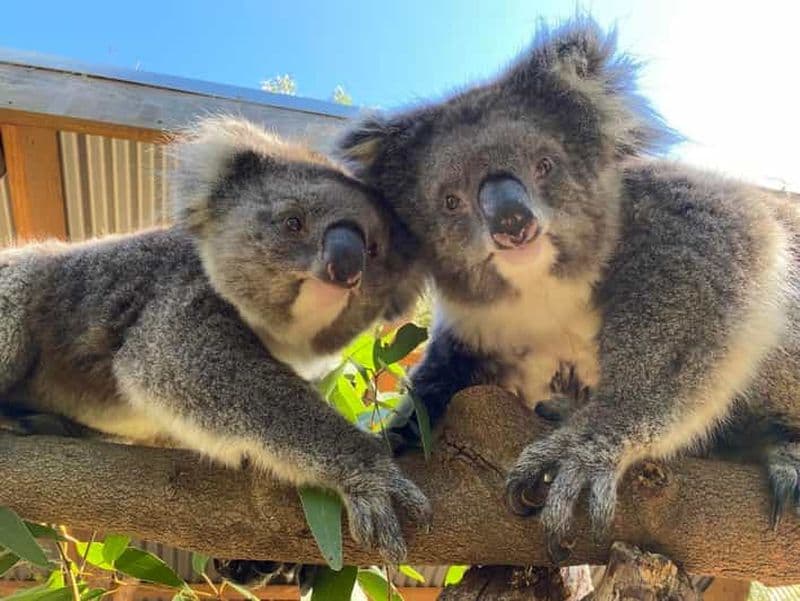 Billet Adélaïde : billet d'entrée au zoo