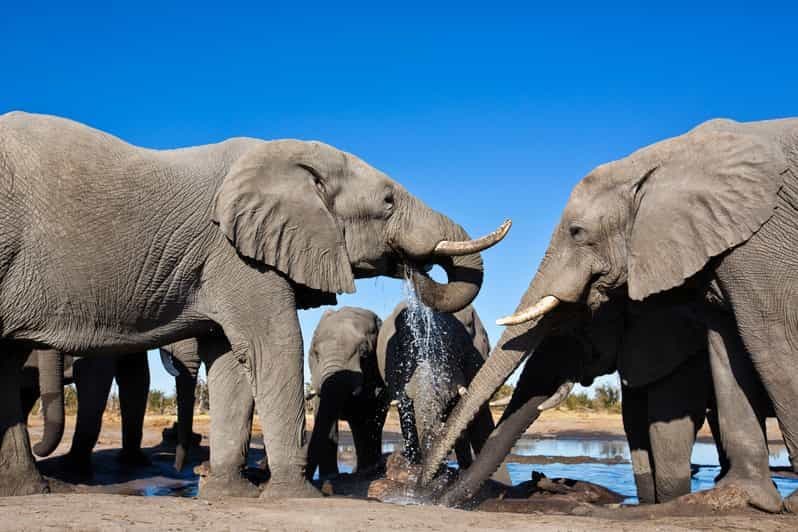 Billet Windhoek : Safari privé de 5 jours à Etosha avec hébergement