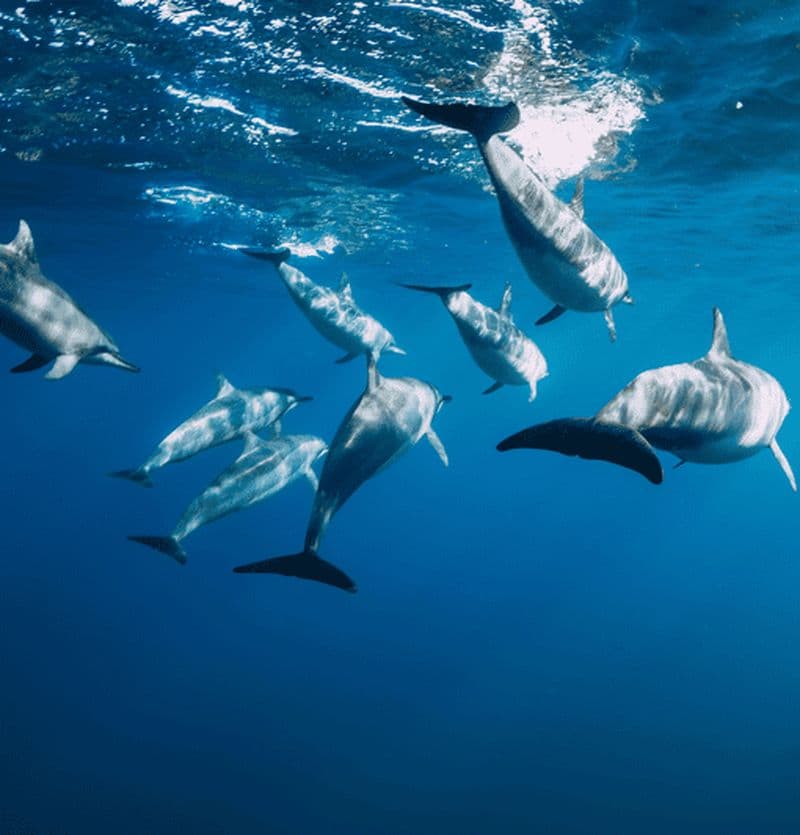 Billet Sortie "cétacés dauphins et animaux marins"