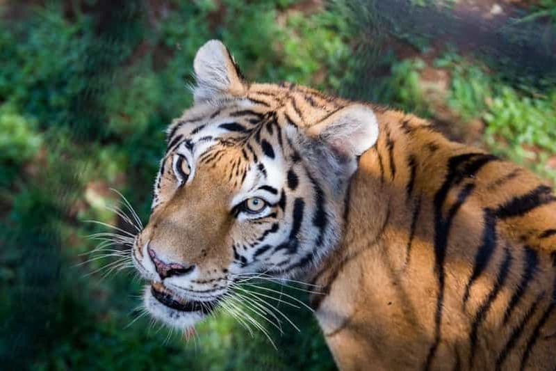 Billet Billets d'entrée au zoo de Johannesburg