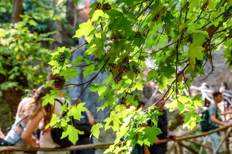 Billet Rhodes : Excursion d'une demi-journée en bus dans la vallée des papillons