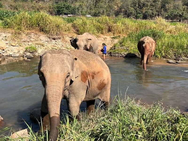 Billet Chiang Mai : Excursion d'une journée au temple Doi Suthep et au sanctuaire des éléphants