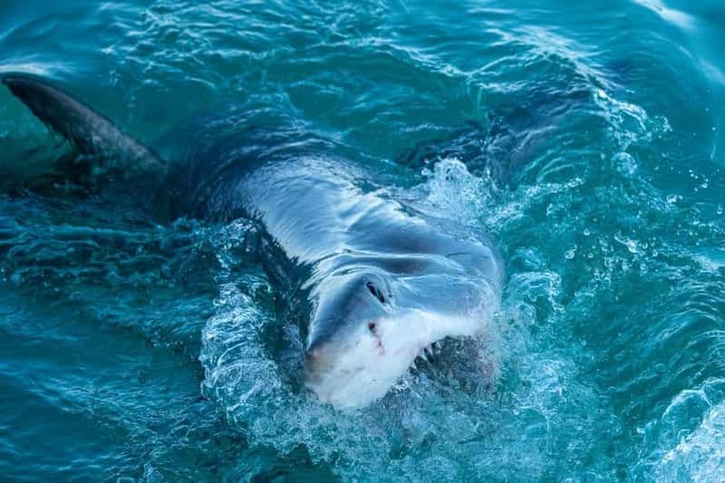 Billet Le Cap : expérience de plongée en cage avec les requins