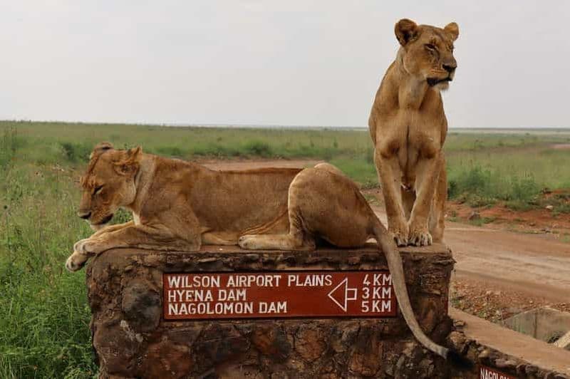 Billet Parc national de Nairobi, orphelinat pour éléphants et centre pour girafes