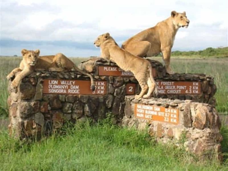 Billet Au départ de Nairobi : Visite privée du parc national de Nairobi