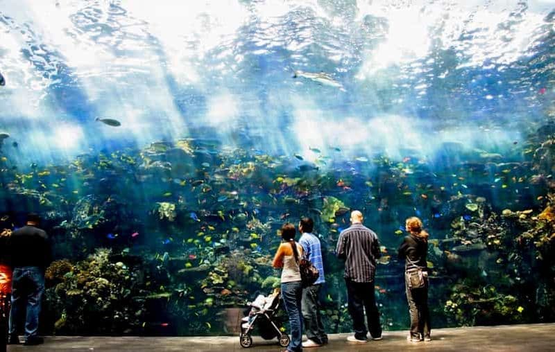 Billet Atlanta : Aquarium de Géorgie : billet d'entrée "Skip-the-Box-Office