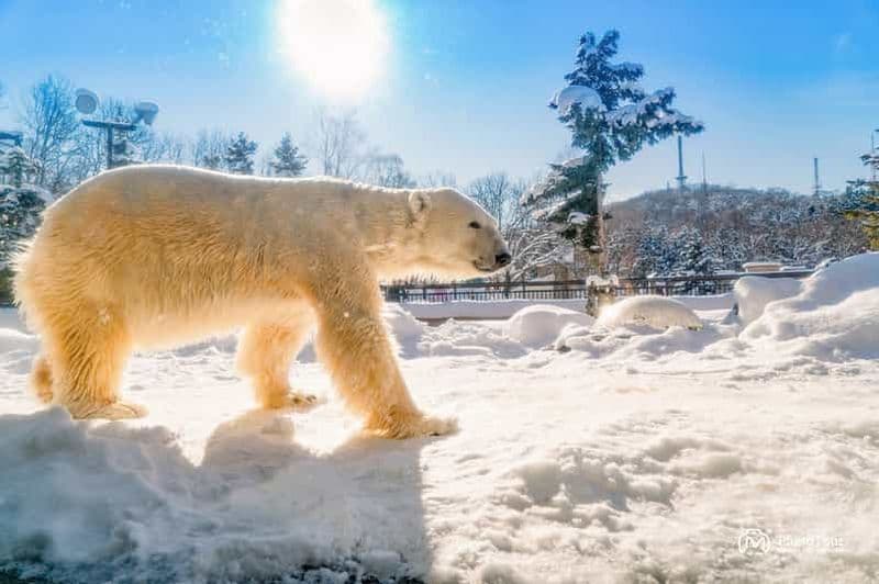 Billet Hokkaido : Zoo d'Asahiyama, Furano et terrasse de Ningle