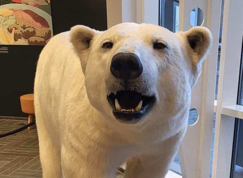 Billet Tromsø : promenade guidée à la découverte des ours polaires, avec visite du Polaria et du musée polaire