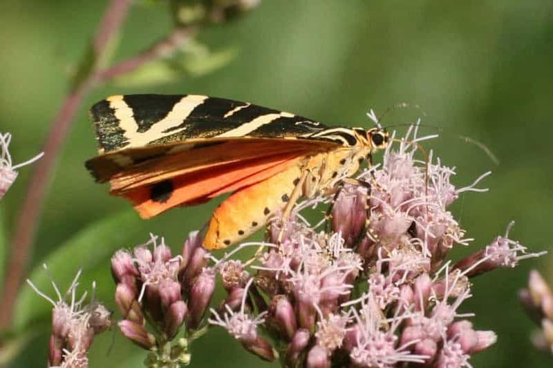 Billet Vallée des papillons, Farfalle, Schmetterling, Papillon et transfert !