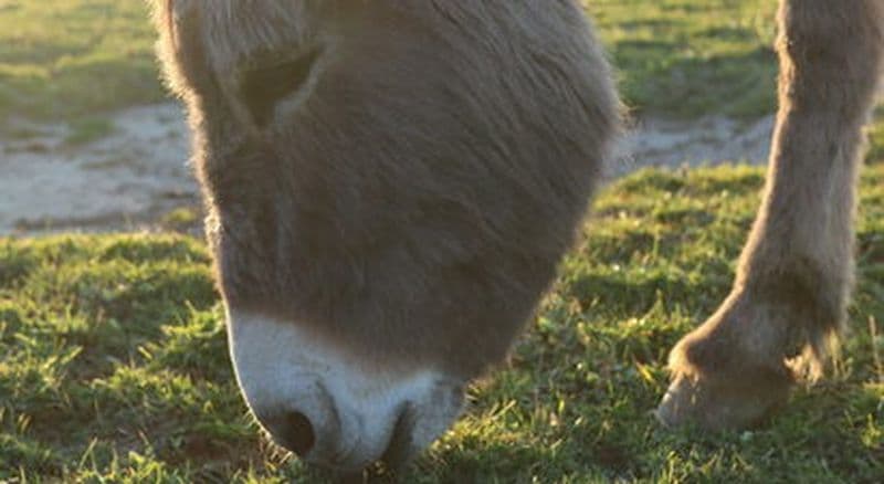 Billet Atelier fabrication de savon au sein d'une ferme cosmétique paysanne près de Lyon