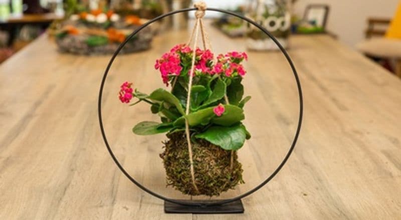 Billet Atelier Kokedama à Wasquehal - Création Florale près de Lille