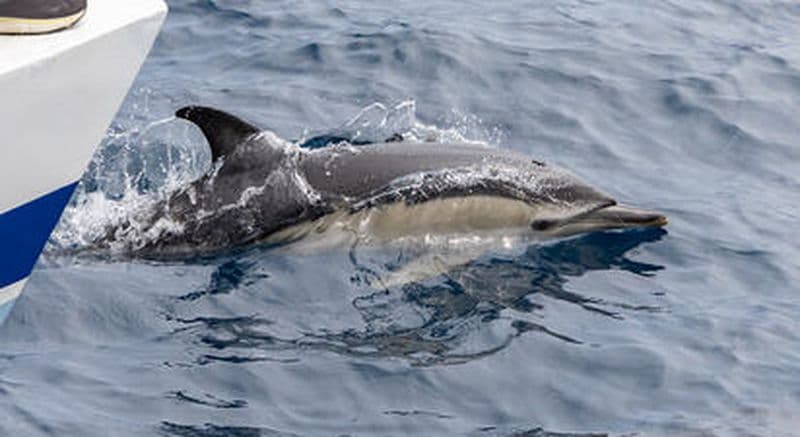 Billet Sortie en bateau à la découverte de la faune marine de la Côte Basque depuis Hendaye