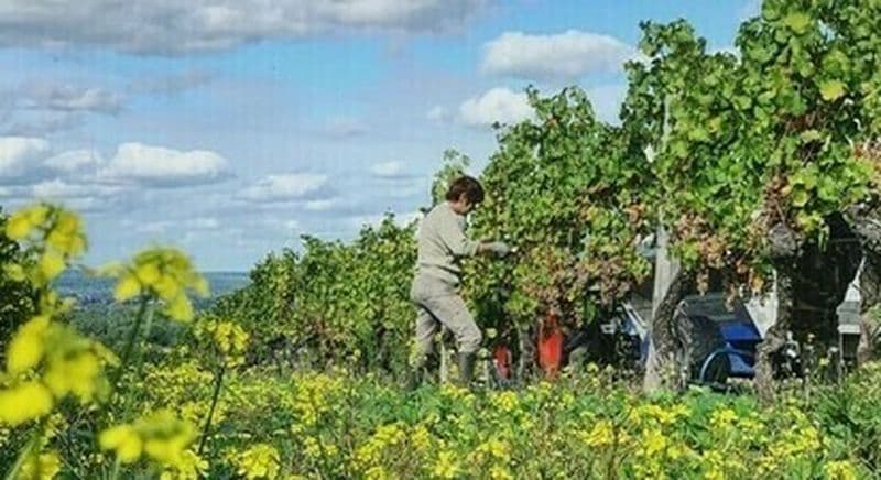 Billet Visite de vignoble à Pomport près de Bergerac