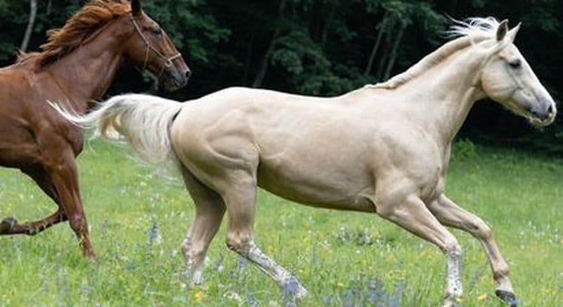 Billet Balade aventure à cheval de deux heures dans les sentiers Savoyard à Cruseilles