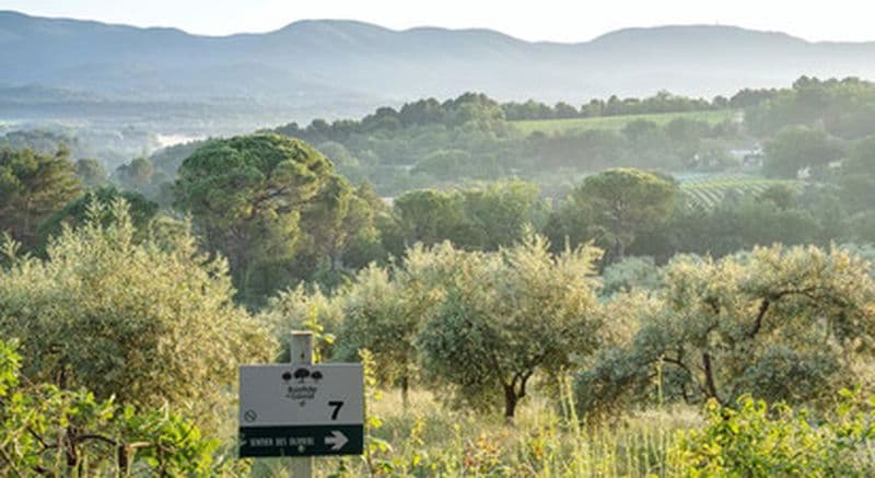 Billet Initiation à la dégustation d'huile d'olive au cœur d'un Domaine près d'Aix-en-Provence