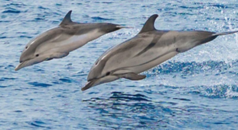 Billet Sortie d'observation en bateau des Dauphins et Baleines à Cannes