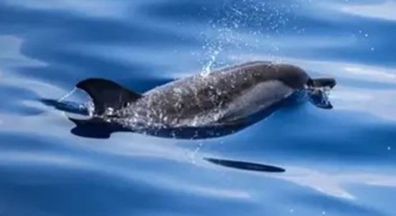 Billet Rencontre avec les dauphins Villefranche-sur- Mer