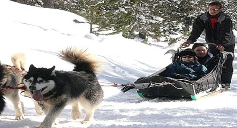 Billet Balade en Chien de Traineau à Névache dans la vallée de la Clarée