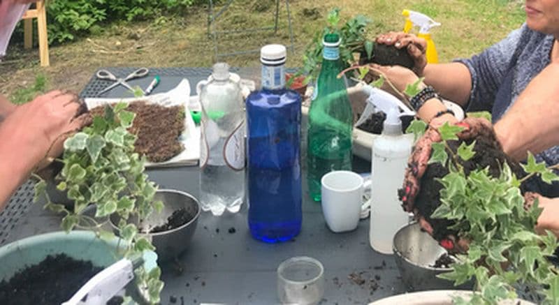 Billet Atelier Kokedama près de Lille