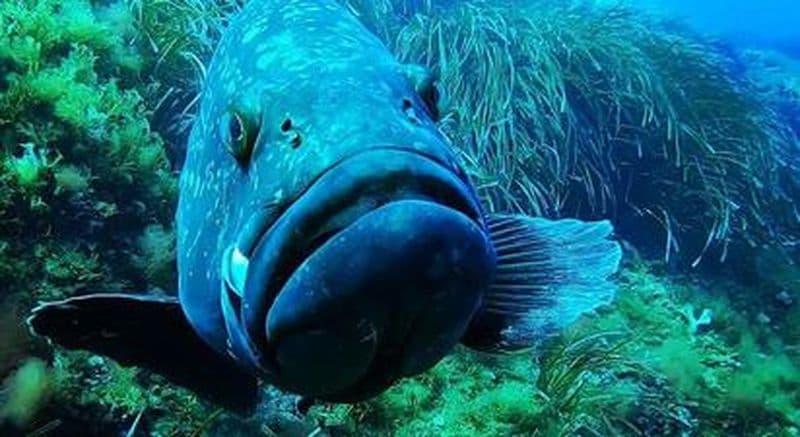 Billet Plongée à La Londe-les-Maures dans la rade d'Hyères.