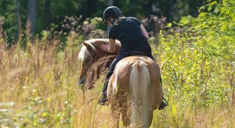 Billet Balade découverte d'une heure à cheval dans les sentiers Savoyard à Cruseilles