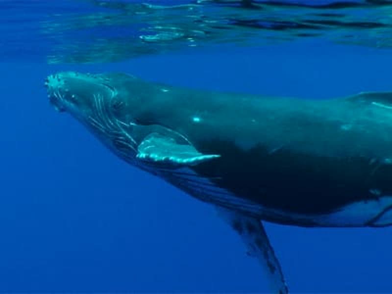 Billet Rencontre avec les baleines à bosse depuis la presqu'île de Tahiti