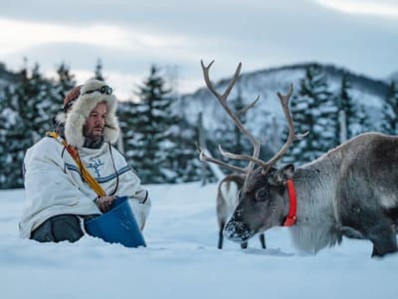 Billet Fjord arctique Traîneau à rennes et expérience sami au départ de Tromsø
