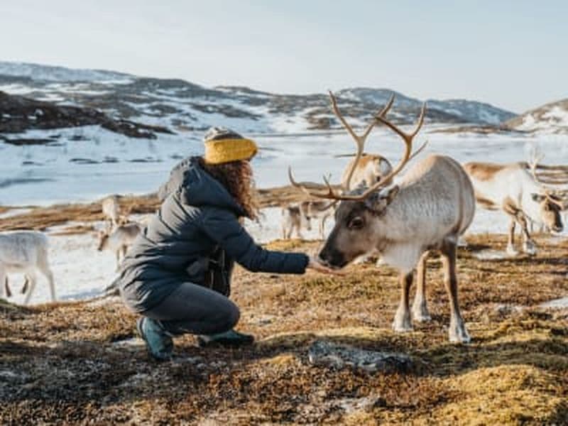 Billet Expérience de la culture samie du renne et visite des fjords arctiques au départ de Tromsø