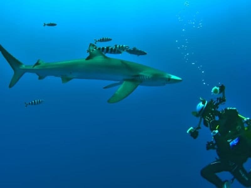 Billet Plongée d'exploration guidée sur l'île de Faial, Açores