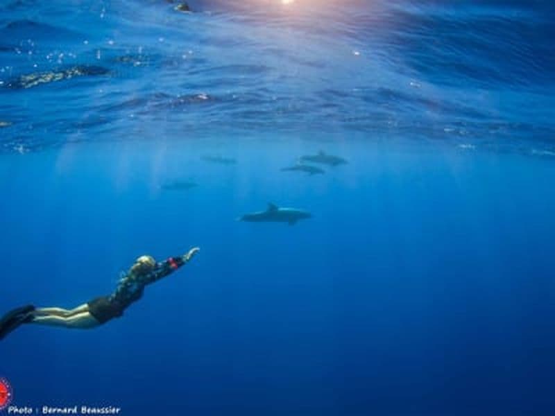 Billet Excursion guidée de snorkeling avec les dauphins à Rangiroa