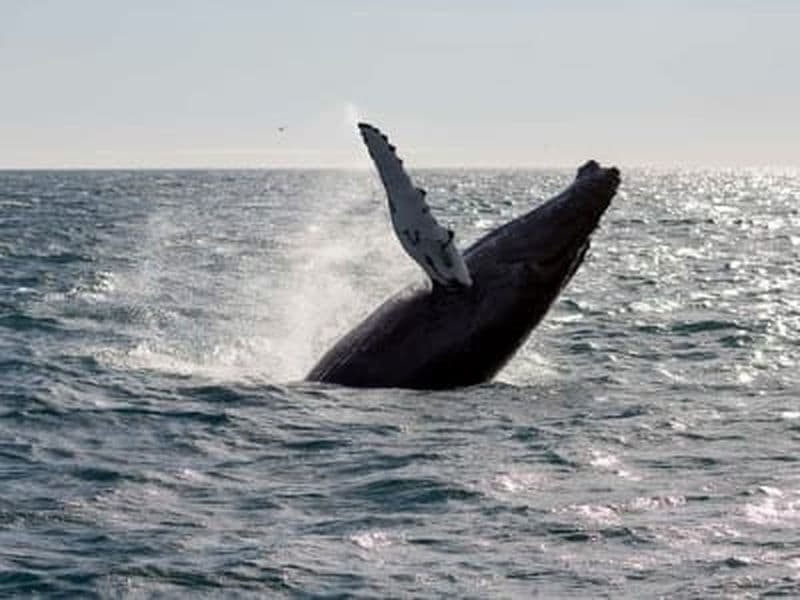 Billet Observation des baleines et observation des aurores boréales en bateau depuis Reykjavik