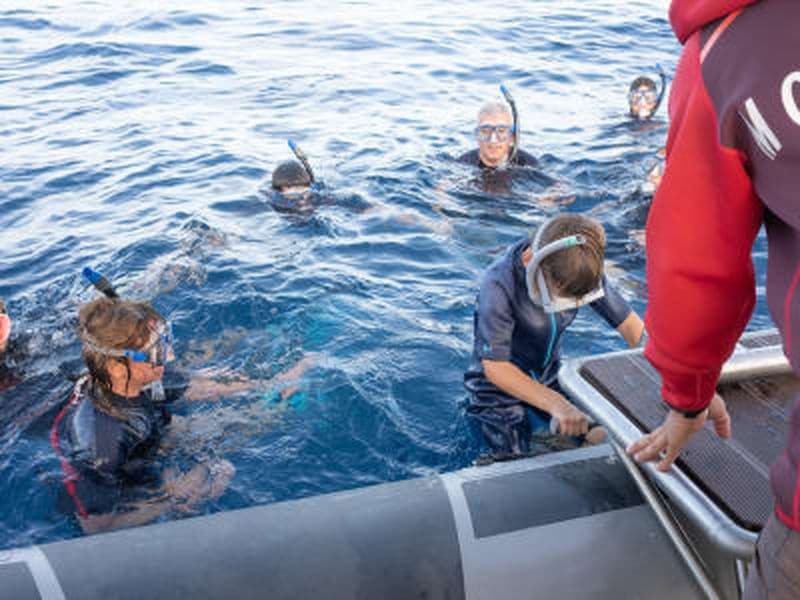 Billet Snorkeling et nage avec les dauphins et baleines à Saint-Gilles-les-Bains, La Réunion