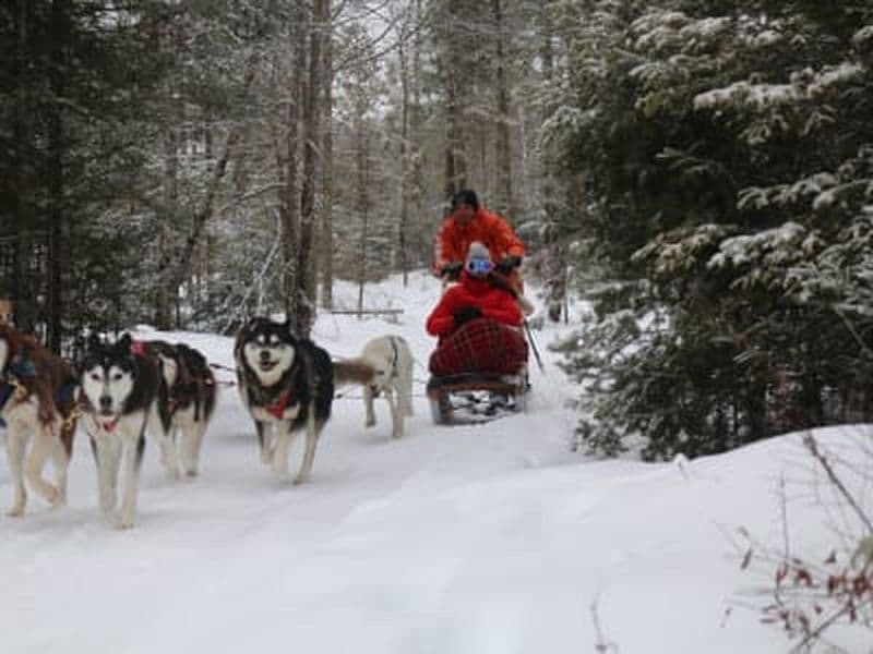 Billet Balade en traîneau à chiens à Arundel dans les Laurentides, près de Mont-Tremblant