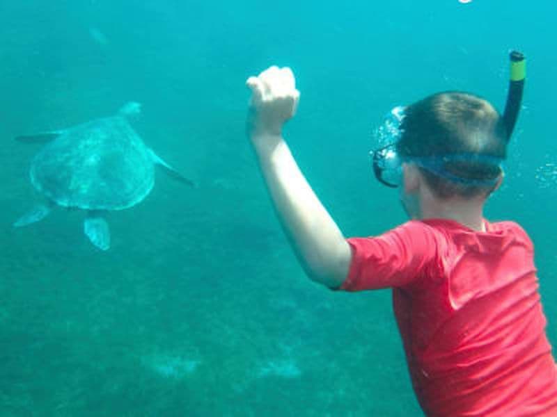 Billet Balade en bateau et snorkeling avec les tortues depuis Les Trois-Îlets en Martinique