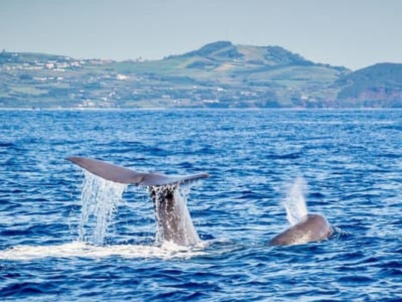Billet Observation des baleines depuis Angra do Heroísmo dans l'île de Terceira