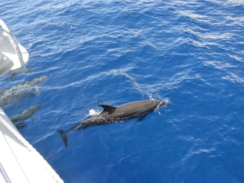 Billet Observation en catamaran des baleines et des dauphins à La Réunion depuis Le Port