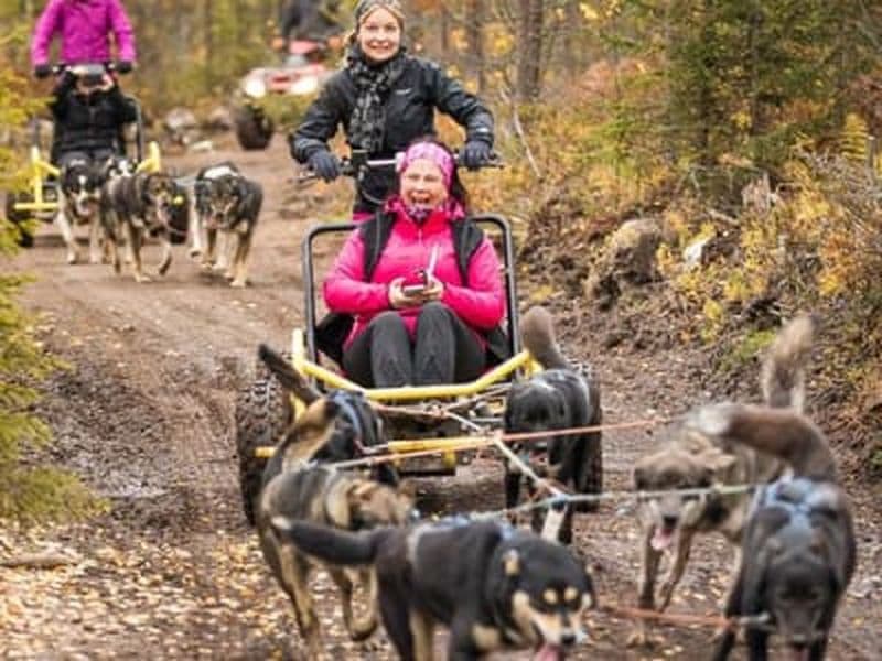 Billet Excursion en cani-kart depuis Rovaniemi