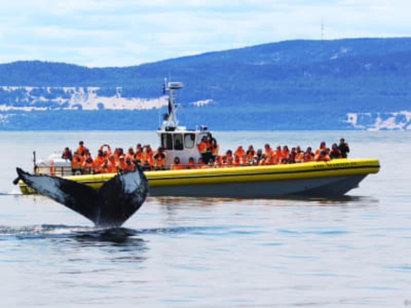 Billet Excursion baleines en zodiac à Tadoussac, Québec
