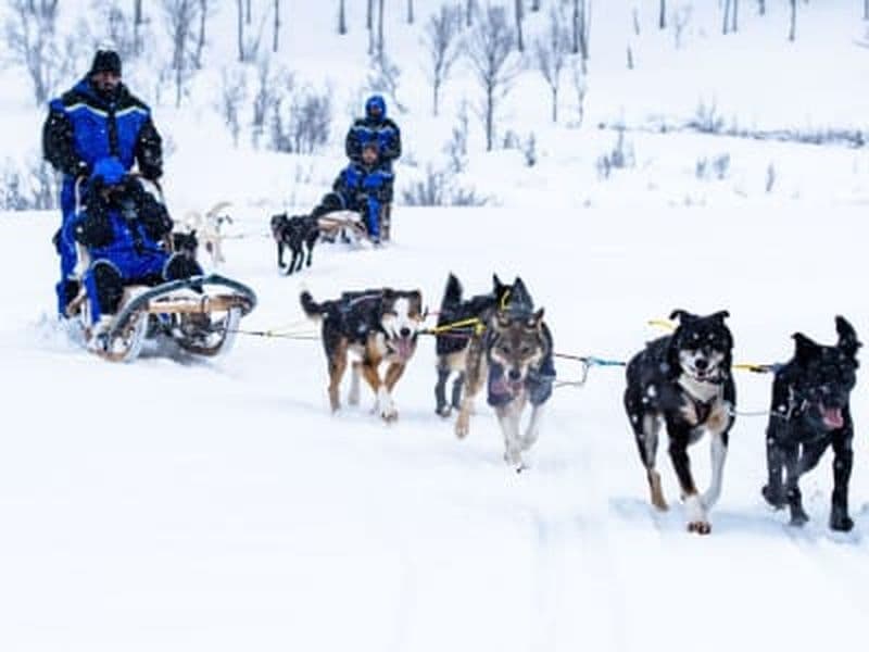 Billet Conduite de chiens de traîneau près des Alpes de Lyngen depuis Tromsø