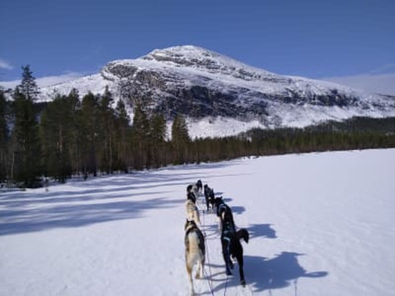 Billet Excursions en traîneau à chiens à Tylldalen près de Røros