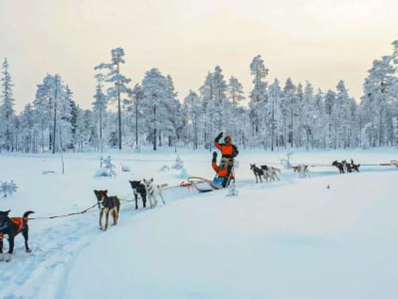 Billet Conduite de chiens de traîneau en Laponie finlandaise depuis Rovaniemi