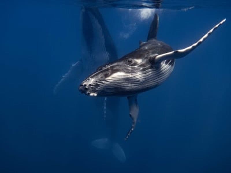 Billet Rencontre avec les baleines à Tahiti dans une zone préservée